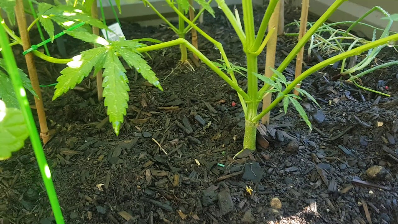 Topped, super cropped