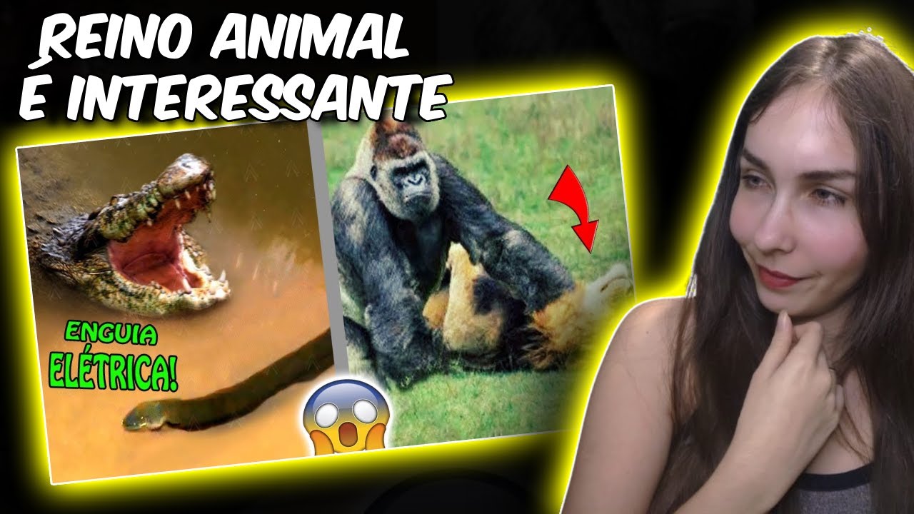 quando os animais escolhem o oponente errado│Á PEDIDO | REACT FALA DE TUDO