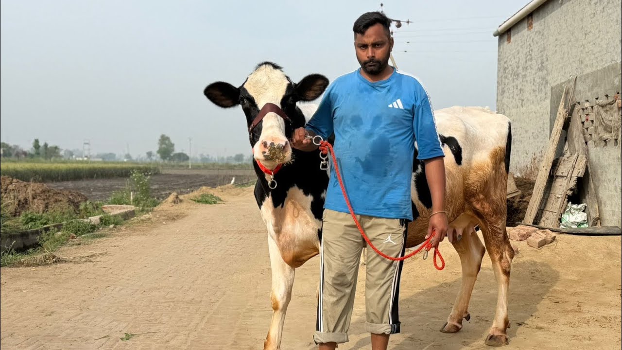 ਪਿੰਡ ਢਿੱਲਵਾ। ਦੋ ਤੋਕੜ ਗਾਵਾਂ 👌🏻🔥ਘੱਟ ਰੇਟ 😱🔥Bawa dairy farm 