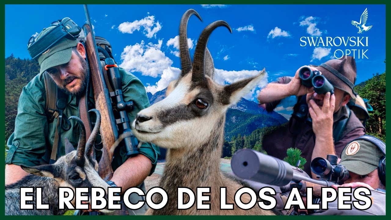 ✅ CAZA DE REBECO A RECECHO 2023 en Austria | Cazando EN EL COTO DE SWAROVSKI OPTIK