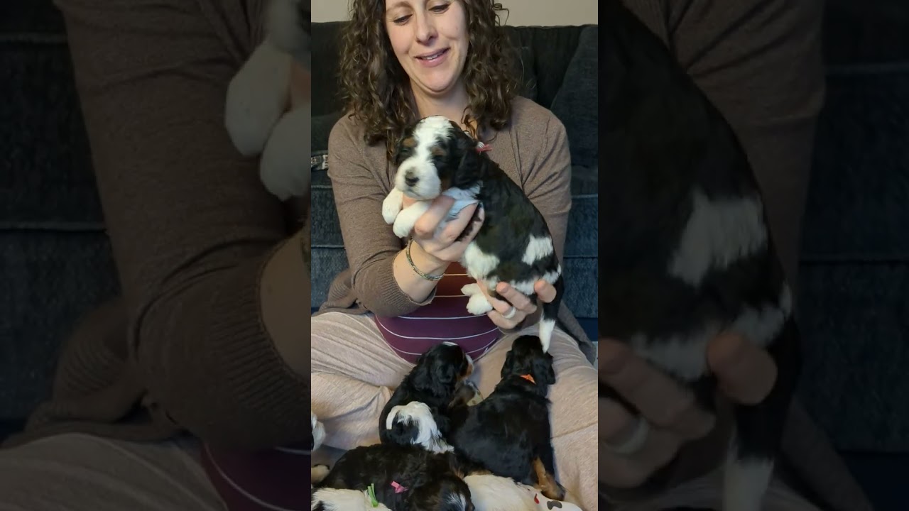 3-Week-Old Mini Bernedoodles