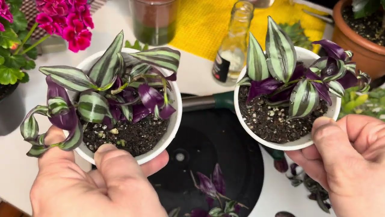 How To Grow a Bushy Tradescantia Zebrina. How to Revive Any Dying Plant (Works Every Time!) 🌱