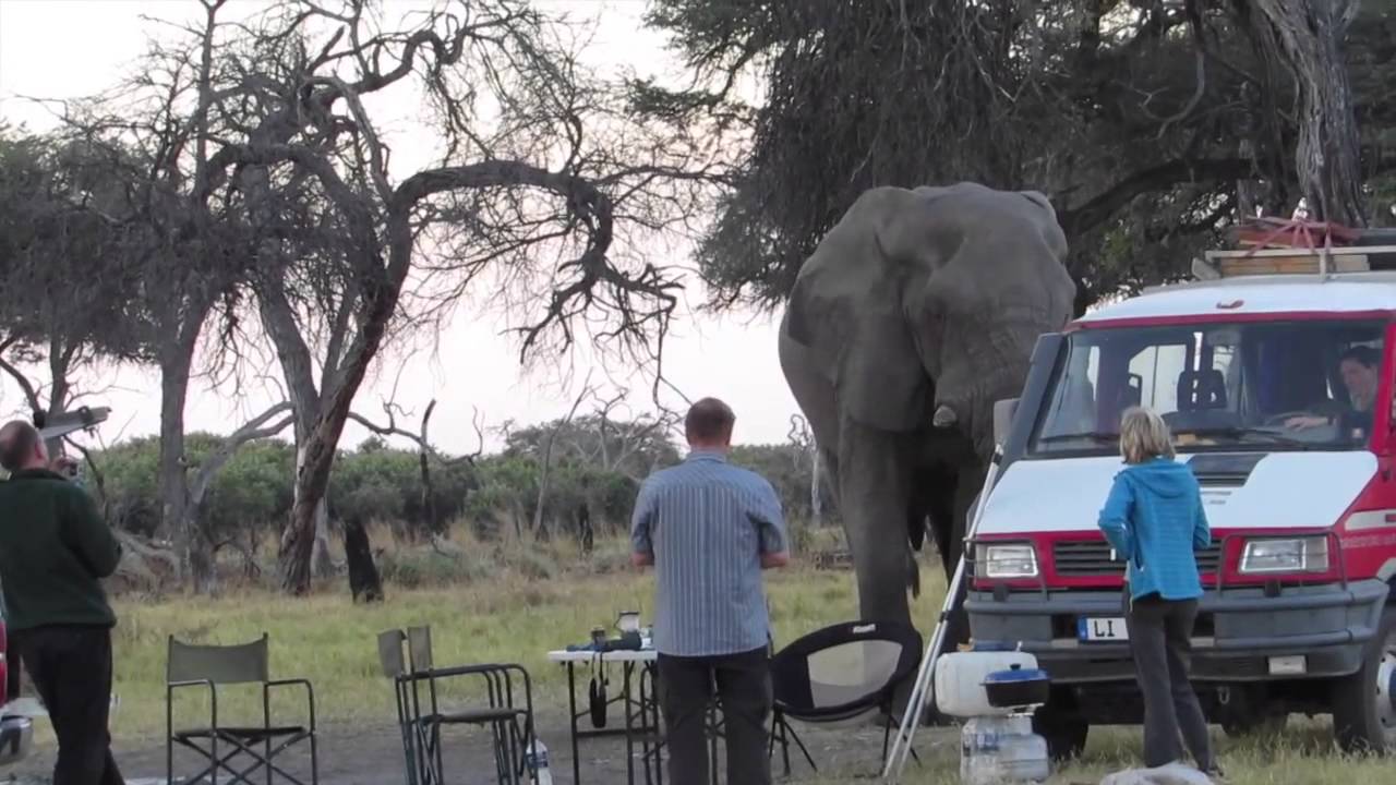 Dancing with Bull Elephant