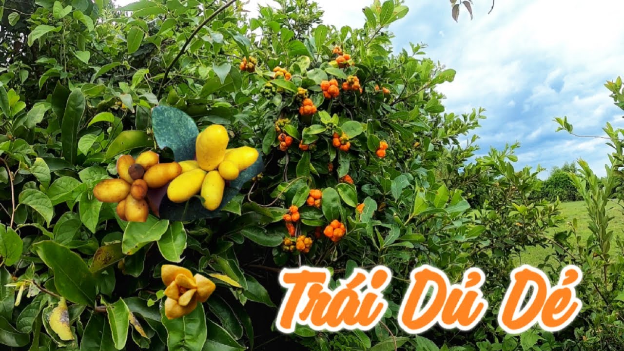 Đi Hái Trái Dủ Dẻ | Trái Cây Rừng Miền Trung