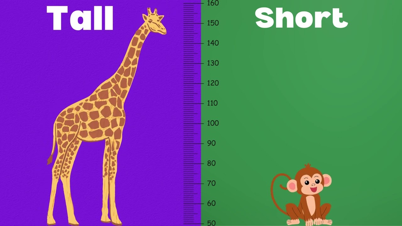 Tall and short concept for kindergarten | Opposites | Learning videos For Kids
