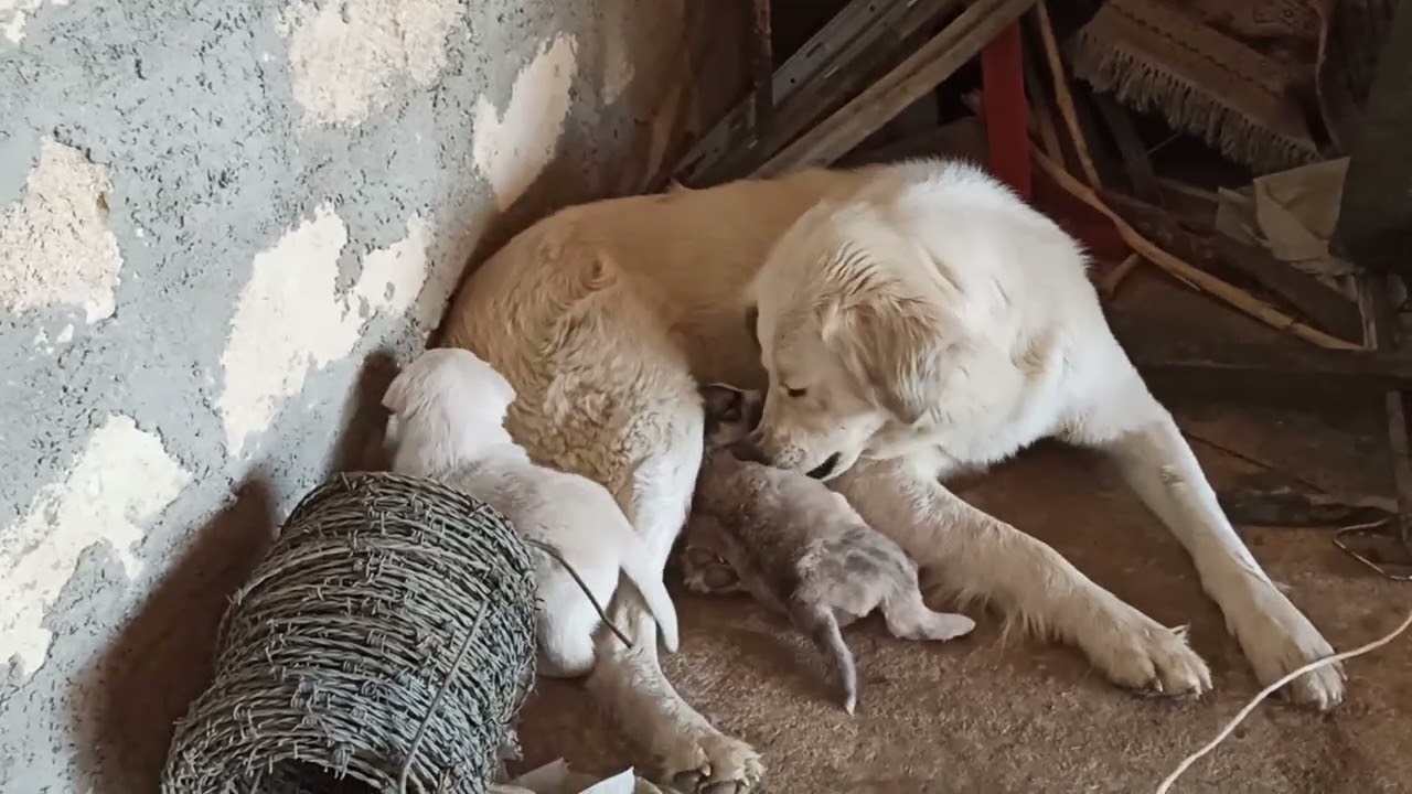 cuccioli in crescita 3 giorno svezzamento