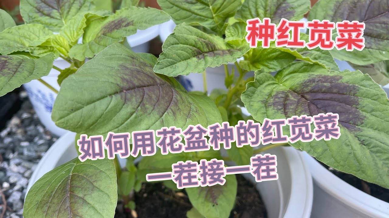种红苋菜｜Planting amaranth |如何用花盆种的红苋菜一茬又一茬，可以吃整个夏季了！