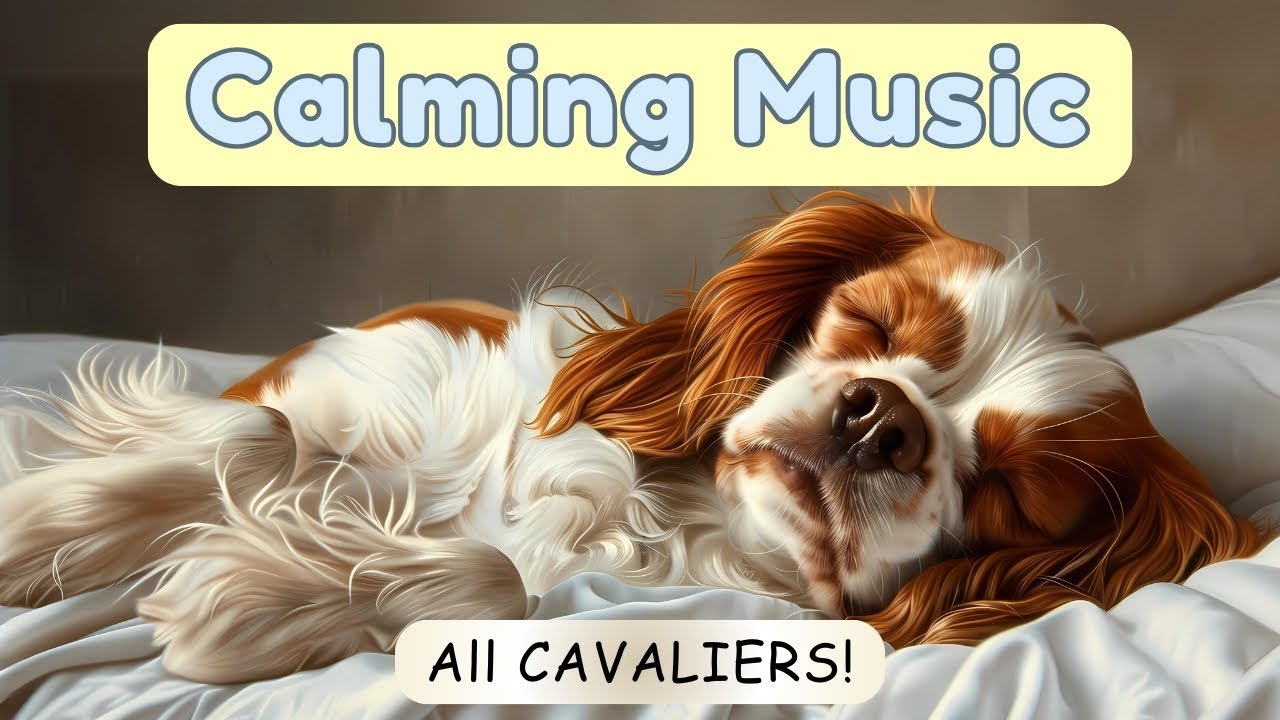 Calming Music for Dogs to Sleep | Relax watching these Cute Cavalier King Charles Spaniel Videos