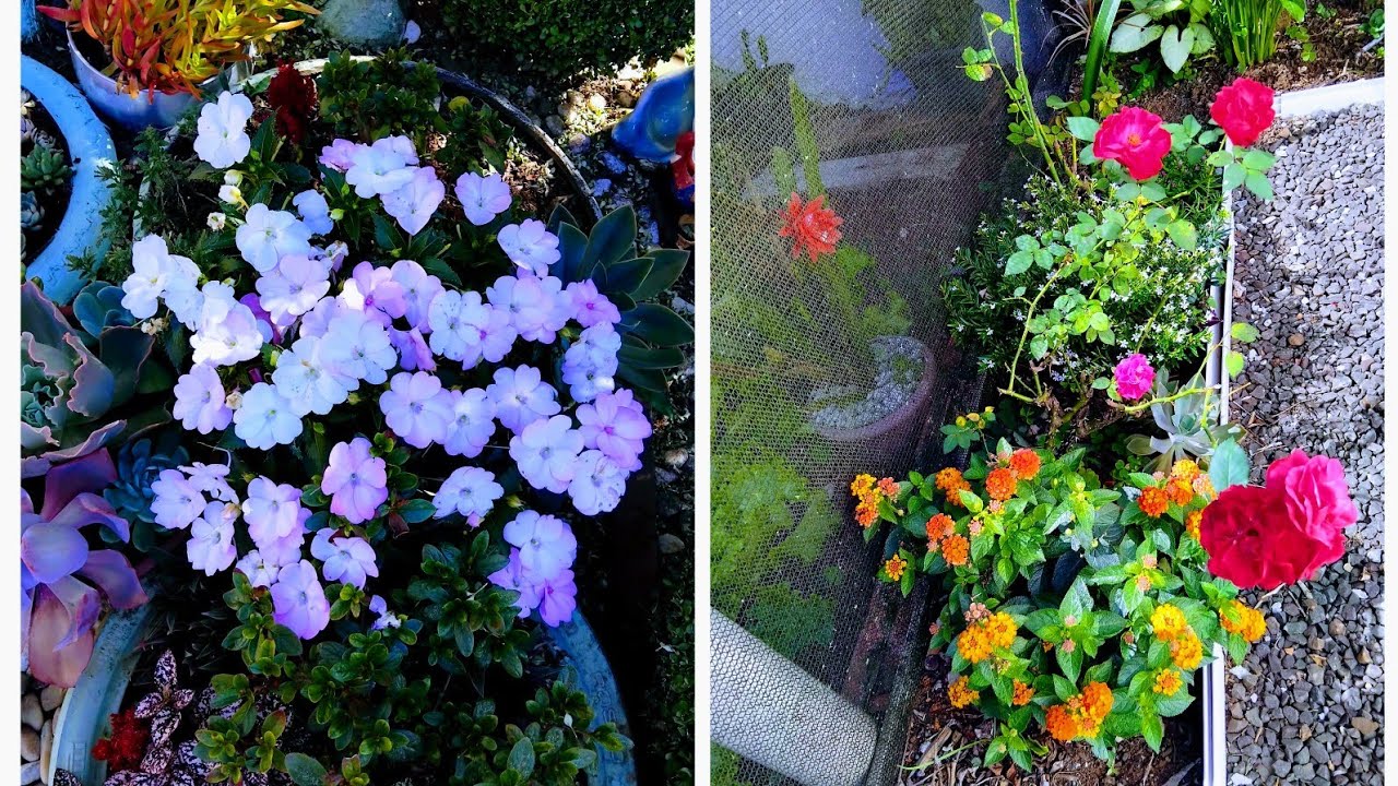 Como esta meu paraíso floral em janeiro flores em cada cantinho 🌺