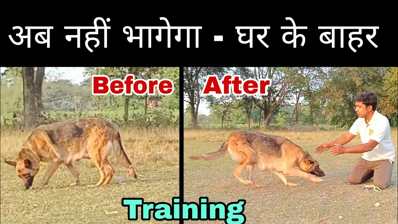 Dog training : Teach dog to stay with you outside home.