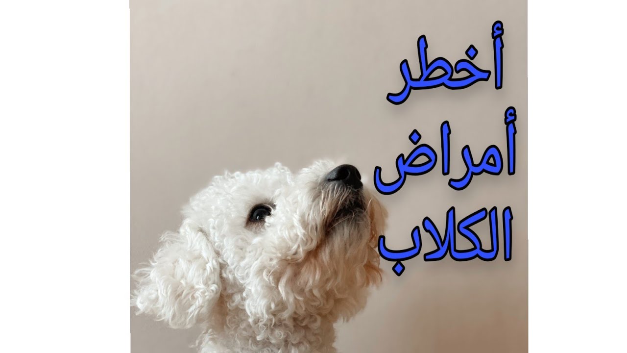 أخطر أمراض الكلاب(طفيليات الدم)