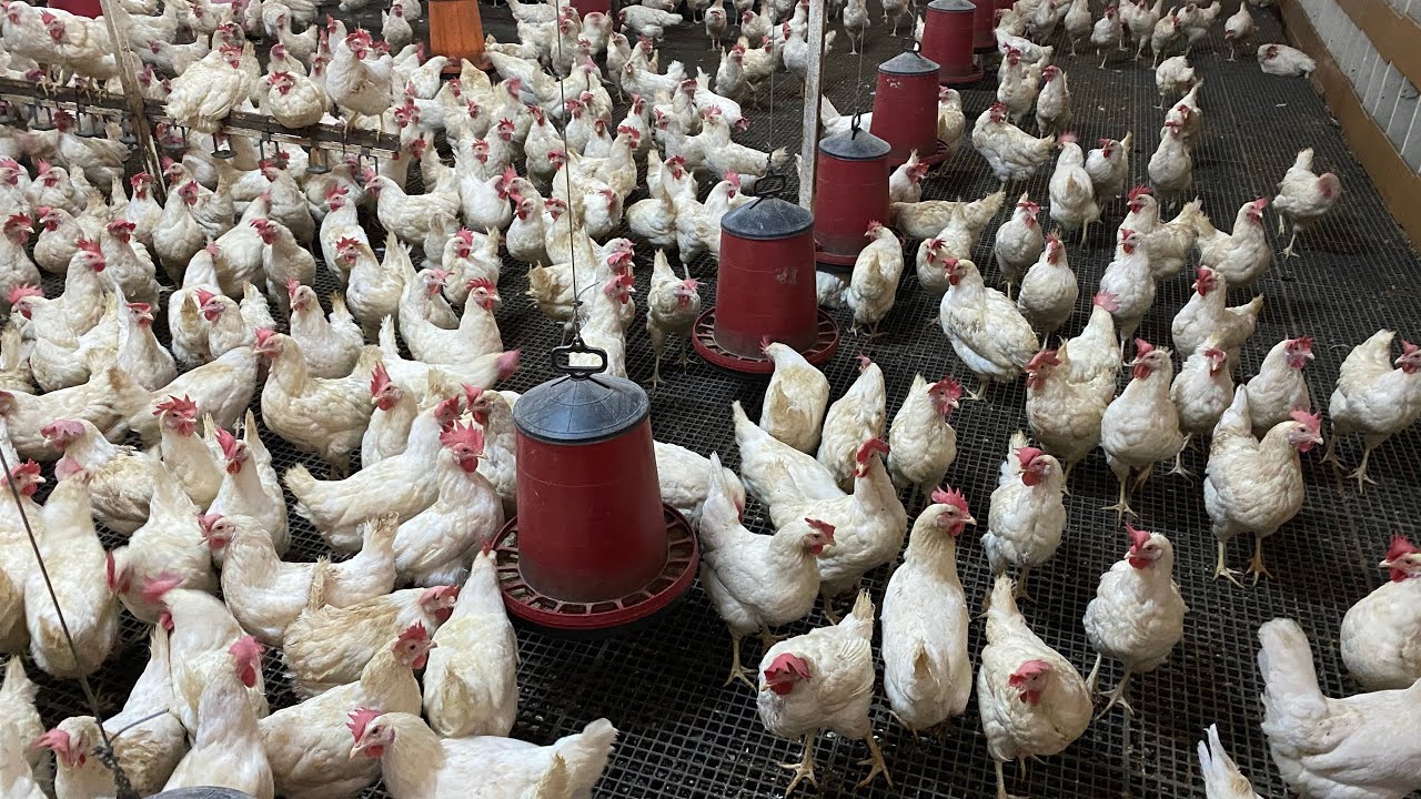 Yumurtlayan Tinted Tavuklarımız Satılık !