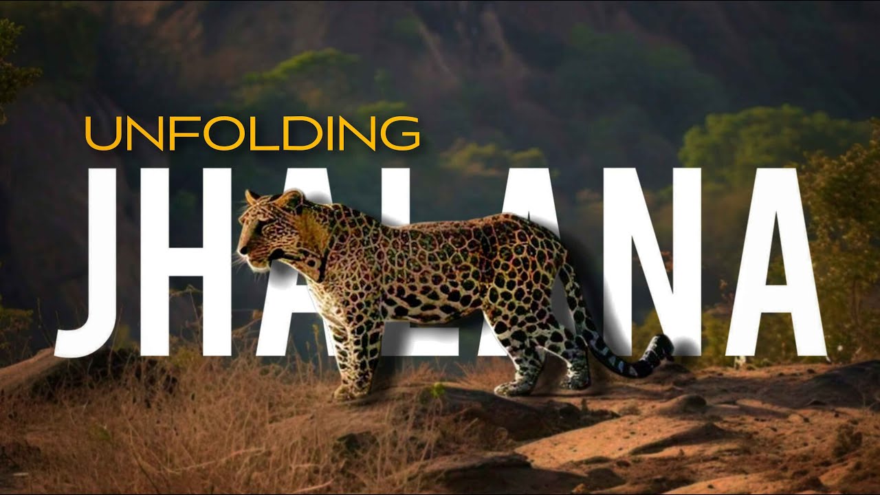 Jhalana Leopard Safari in 2024 | India's First Leopard Reserve Forest | Big Cats Adventures