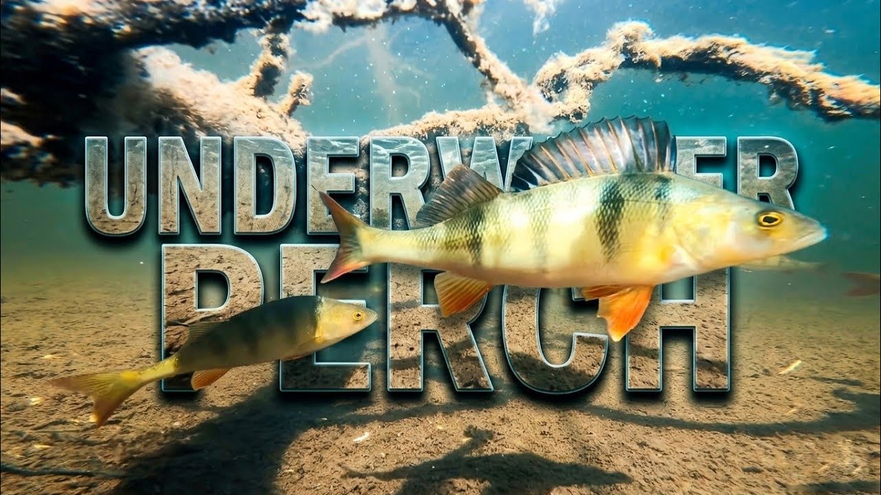 Discovering Big Perch with an Underwater Camera by Catfish World