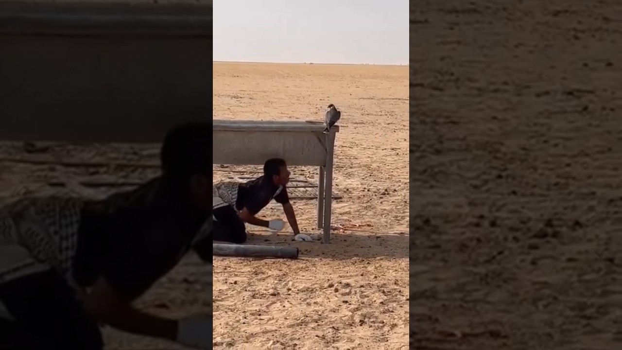 Самая странная ловушка для ловли соколов 🦅 Давайте посмотрим ❤️ Бедуины 👍 и на этом всё 👍🇪🇬
