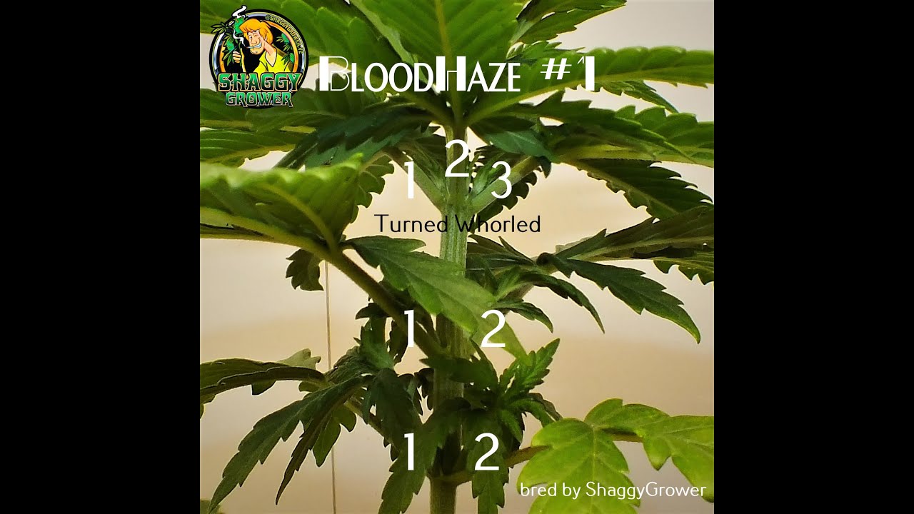 ShaggyGrower's new cannabis genetics are doing GREAT! Home grown genetics created in my Cannavan.