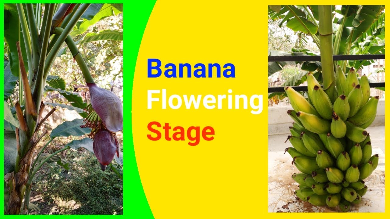 Banana Flowering Stage
