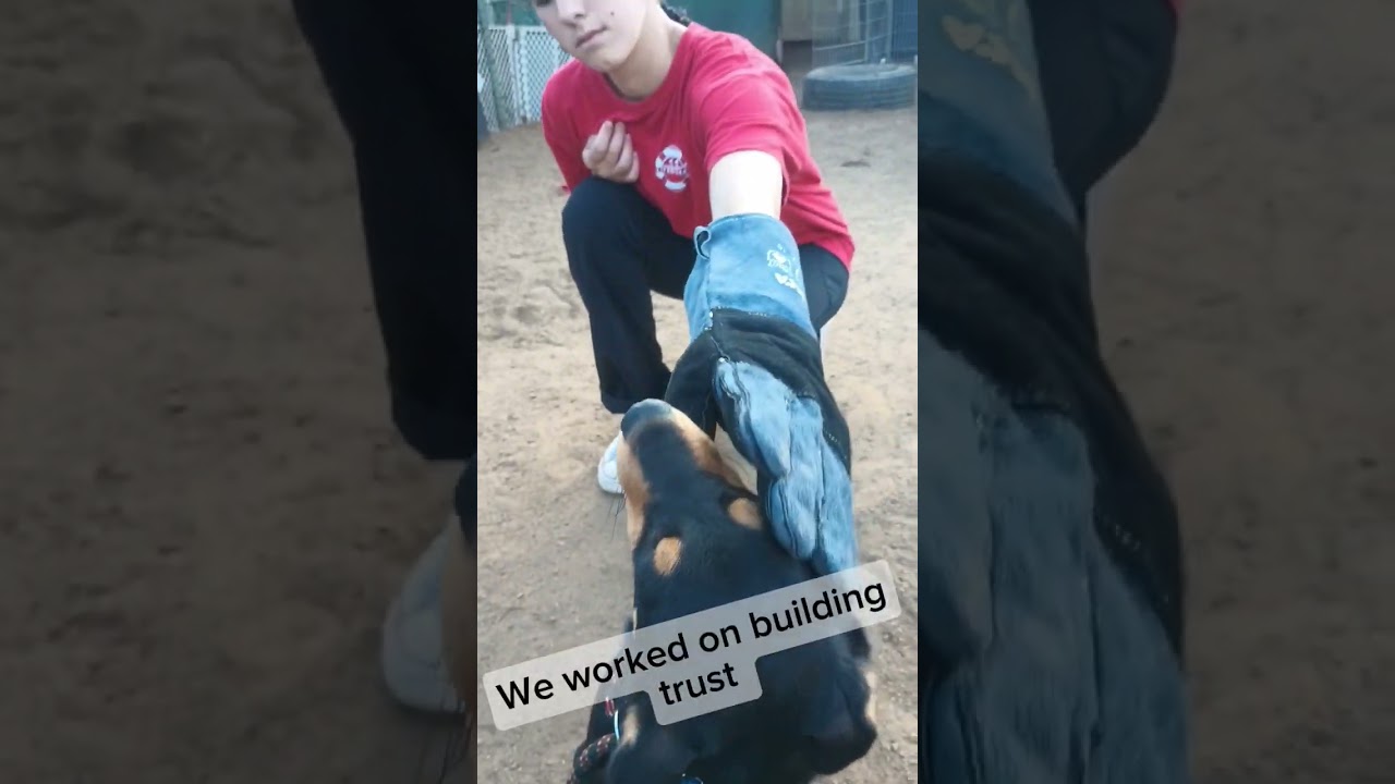 Aggressive dog transformation #puppy #dog #rescuedog #dogrescue #transformation #dogs #dogvideos