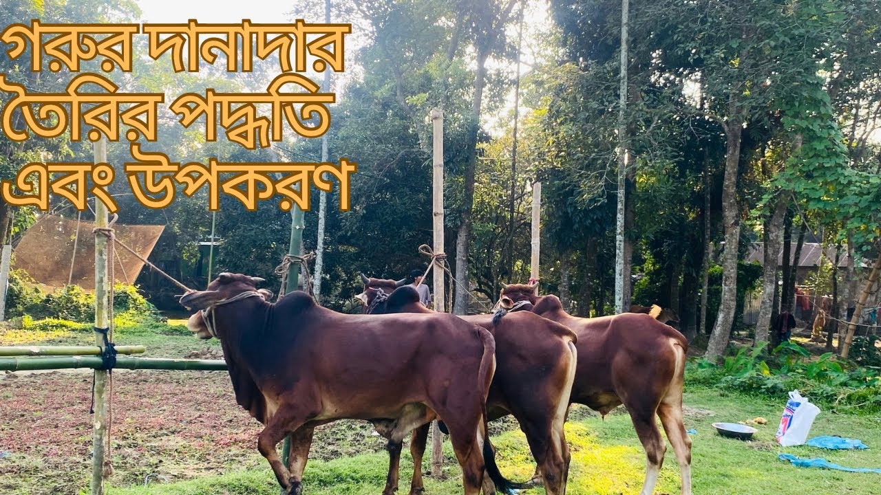 গরুর দানাদার মিক্সিং: সম্পূর্ণ প্রসেস , খরচ (৳/কেজি) ও উপাদান বিস্তারিত | Bull Farm Feeding Guide
