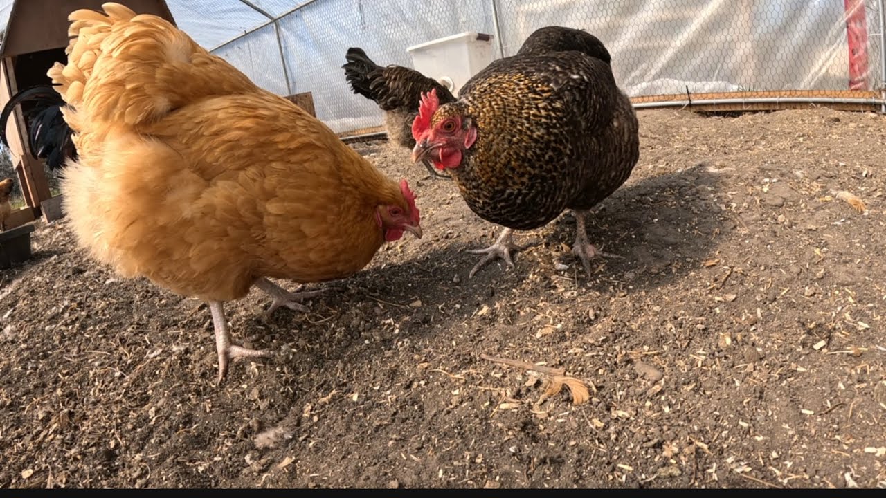 ASMR Nonstop Chickens for Cats and Relaxation #Chickens #relaxing #fallasleep #cat