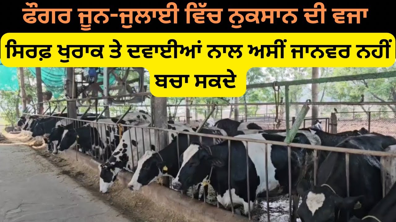 Dairy Farm Ch Heat Stress, Ghatda Dudh , Abortion Ehna Sab To Kive Bachya Jaa Sakda | Ardaas Farm
