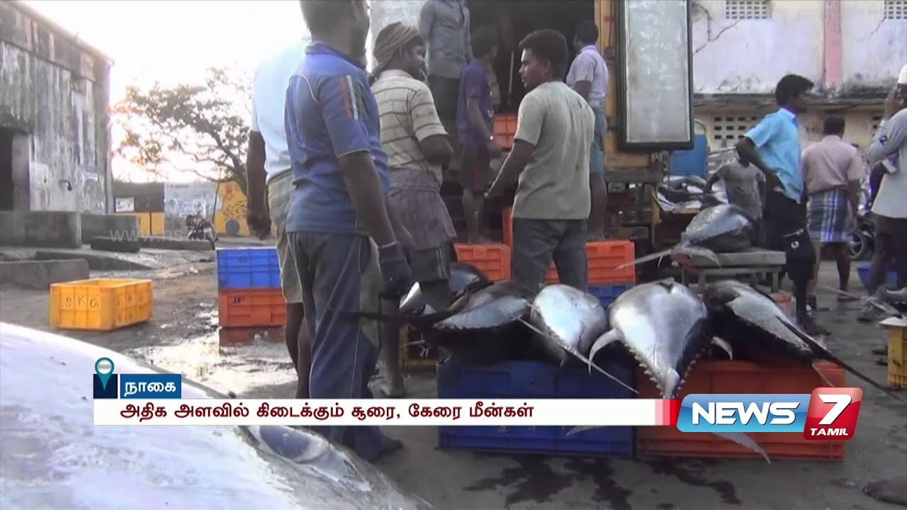 Nagapattinam fishermen keen on traditional Tuna fishing | News7 Tamil