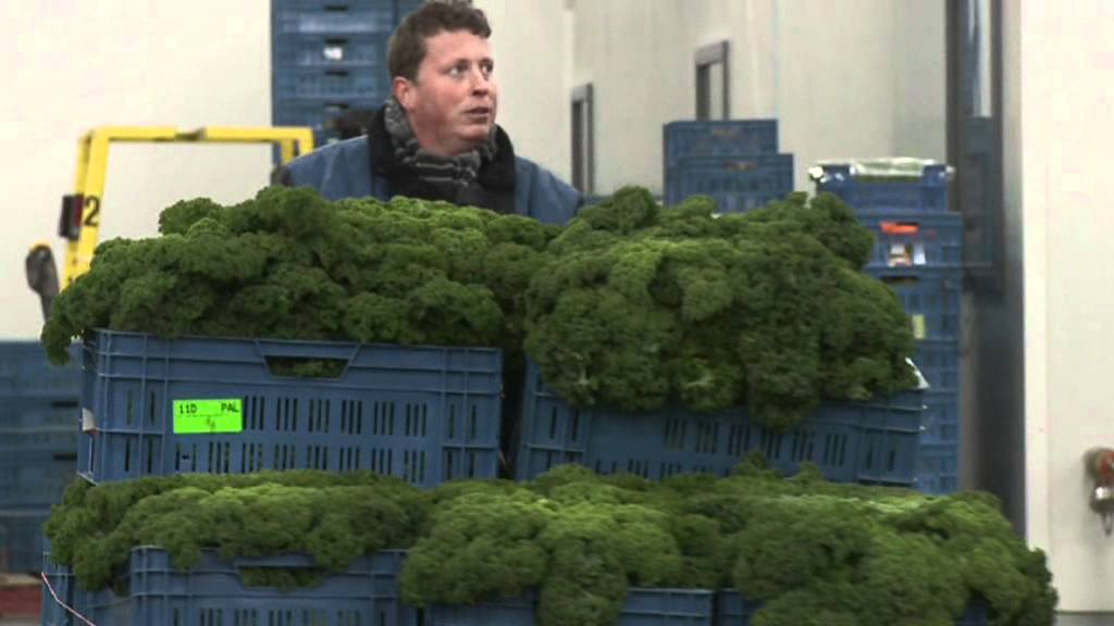 Veiling Zaltbommel informatie film
