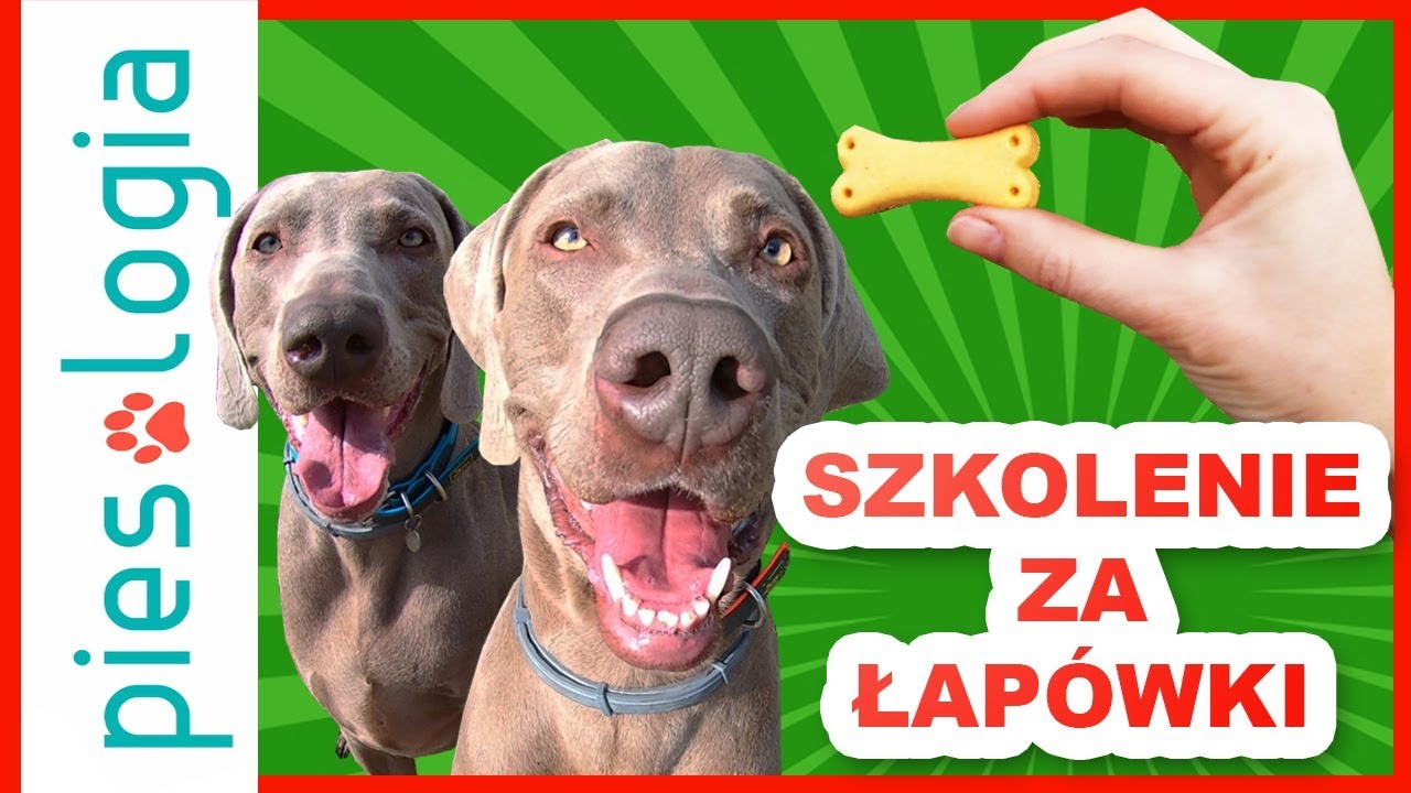 Nie dawaj psu łapówek ❗️❗️❗️