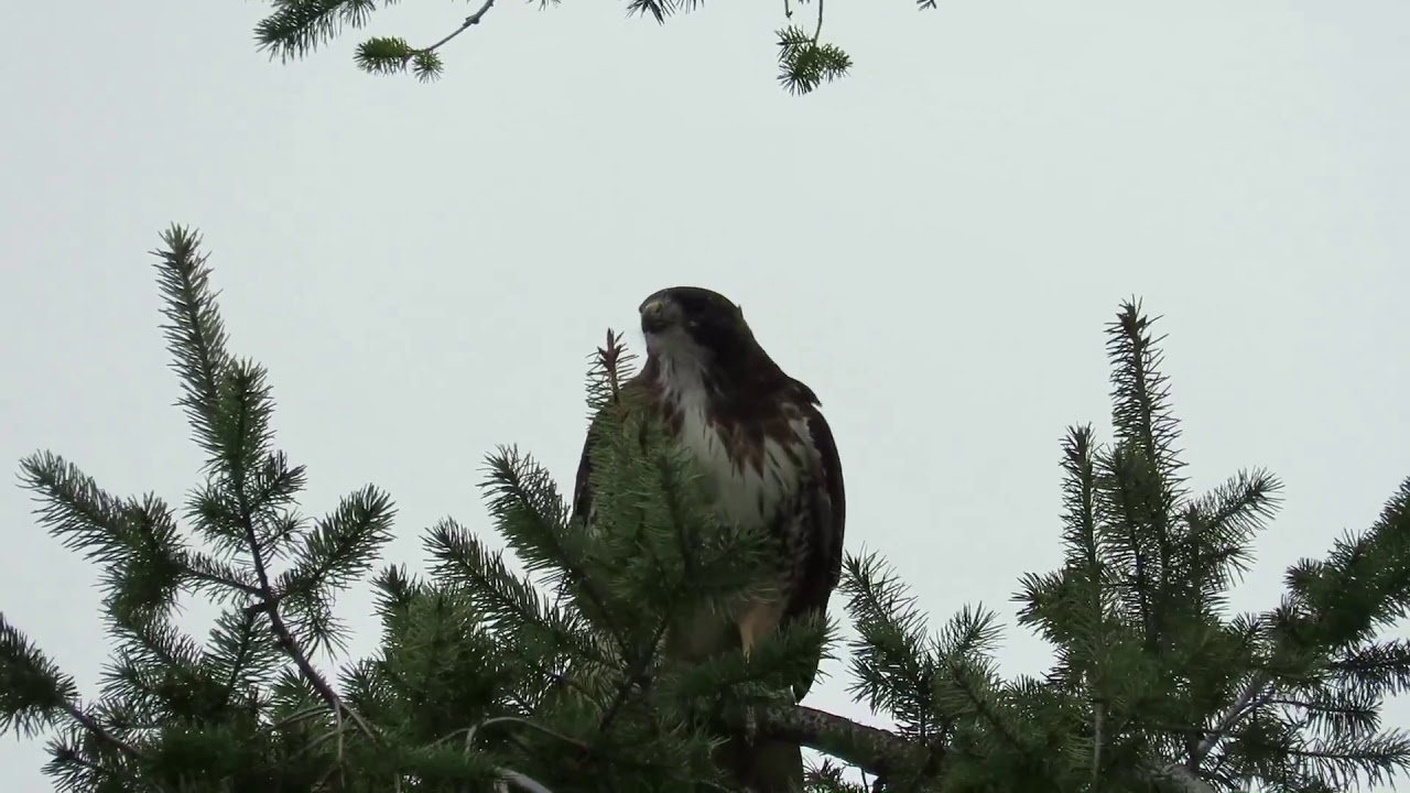 Red tailed hawk screams