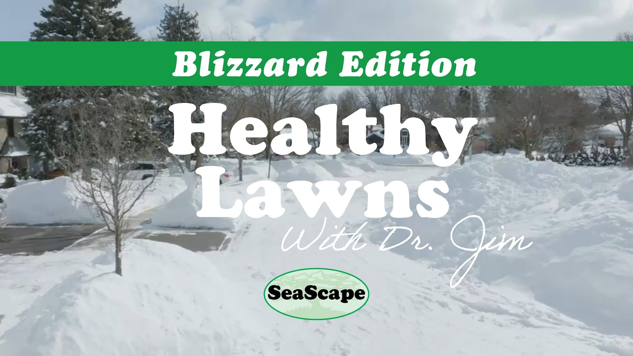 Blizzard of 2026: The Impacts on Your Lawn