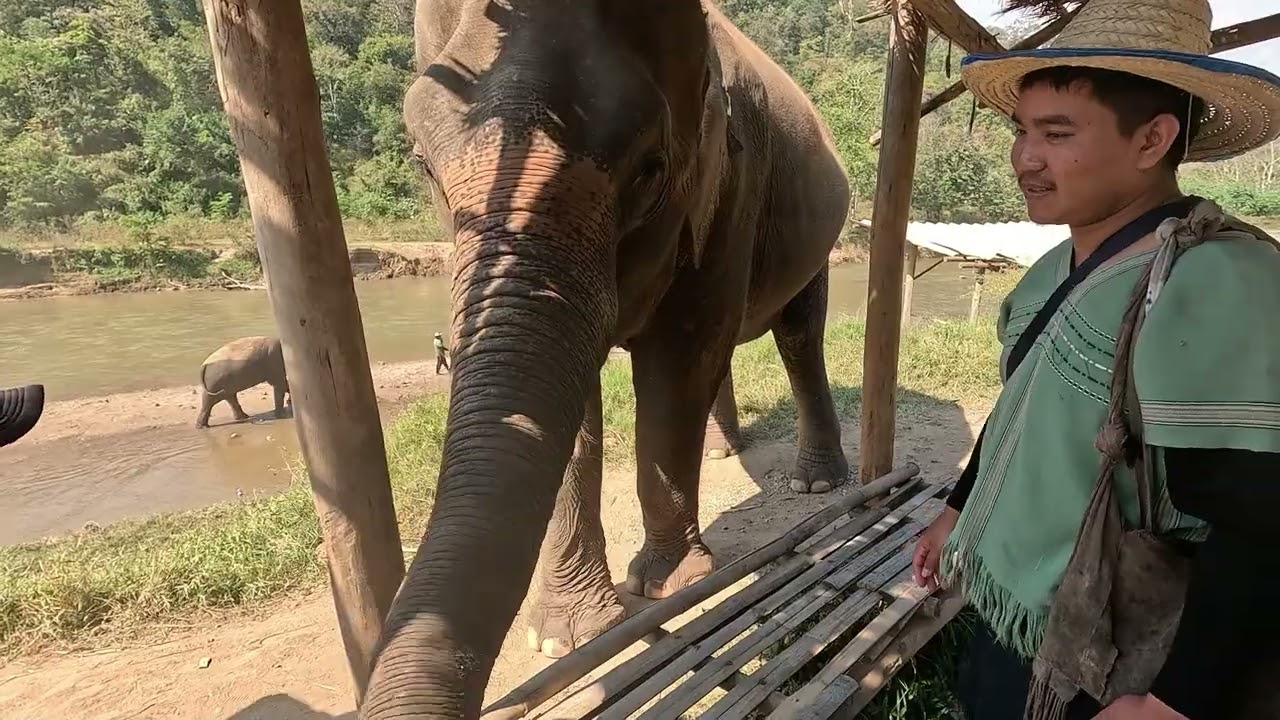 Die Elefantentour Eine geistreiche Erfahrung in Chang Mai