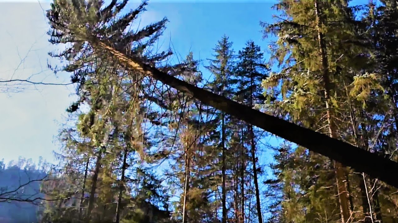 Tažba dreva🌲Rubanie linky🌲Tree felling#2