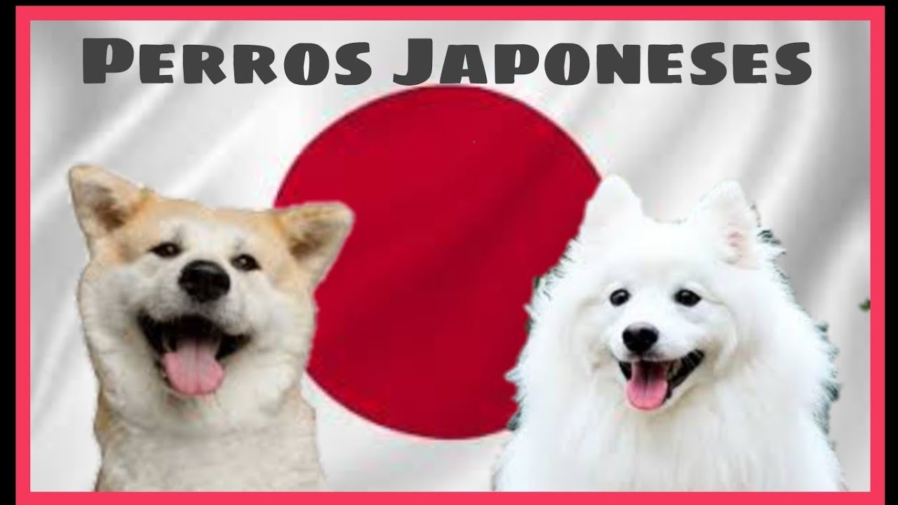 Perros Japoneses 🇯🇵