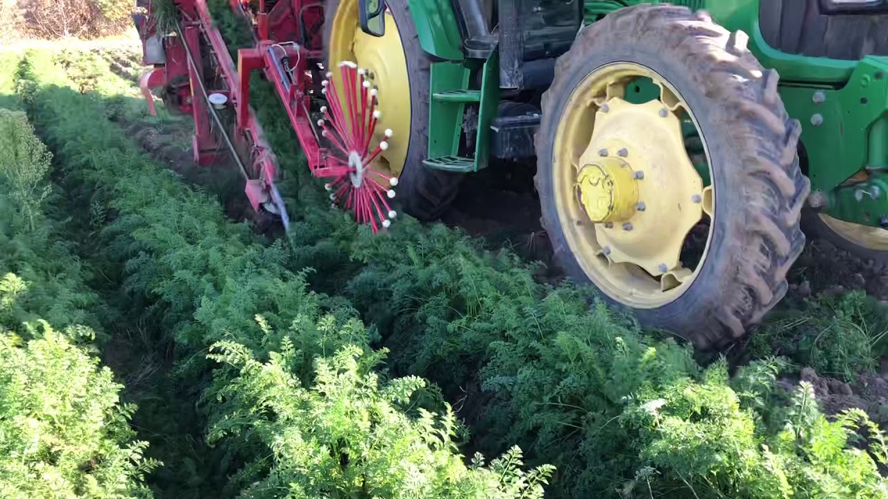 Kopanie marchwi 2019 | WEREMCZUK ALINA | John Deere