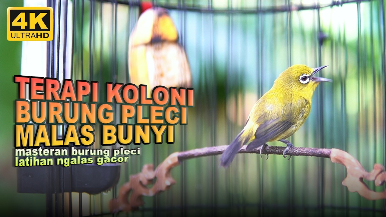 TERAPI KOLONI BURUNG PLECI MALAS BUNYI | MASTERAN PLECI BAHAN AUTO GACOR BERJAMAAH