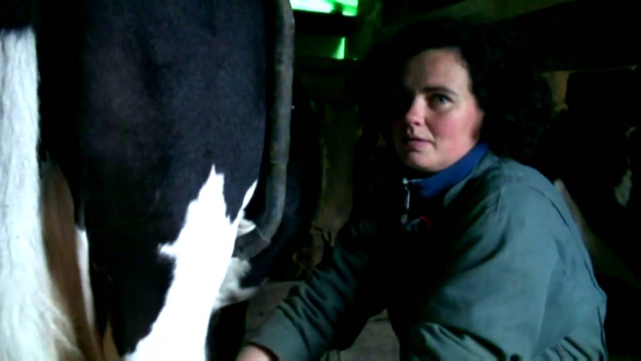 Les Vaches Bretonnes Pie Noir d'Eglantine ferme bio dol de bretagne