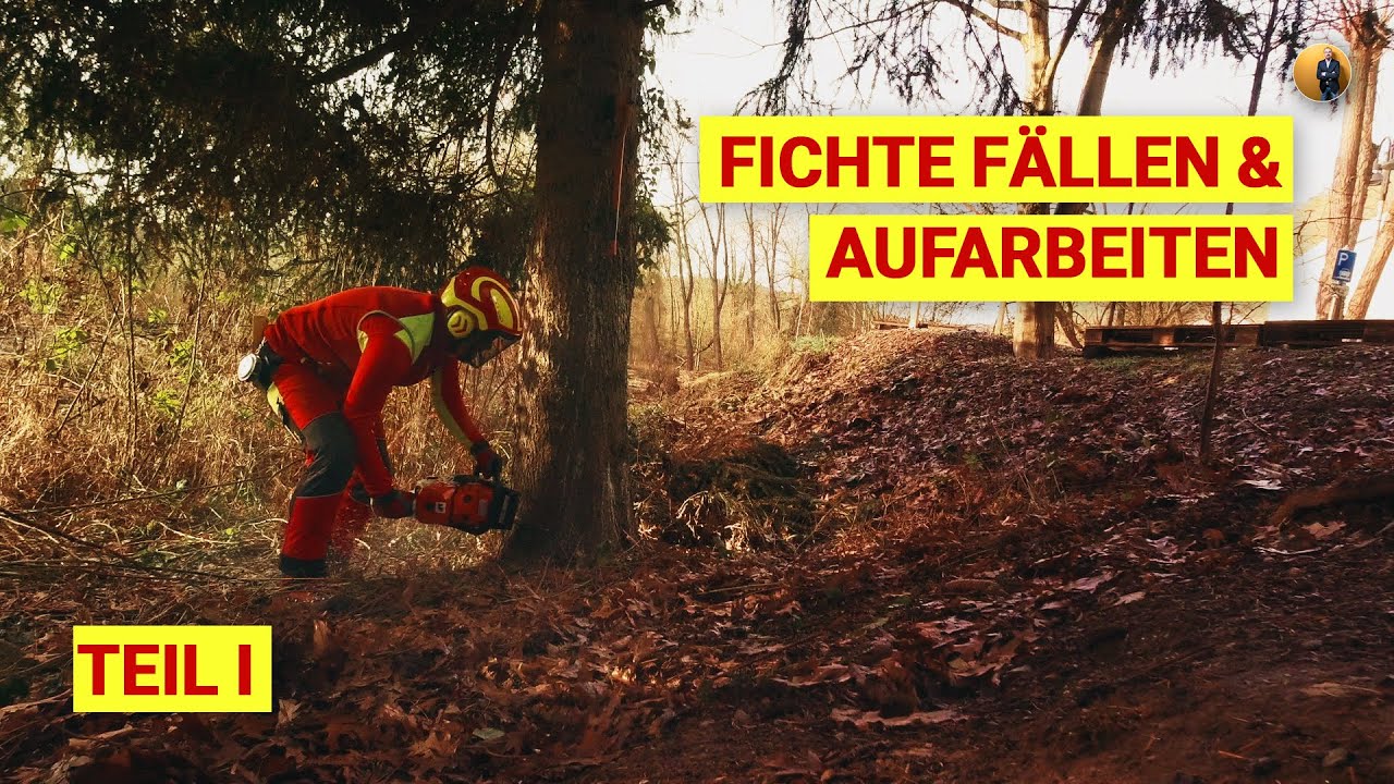 Fichte Fällen & Aufarbeiten Teil 1, STIHL MS 500i, PROTOS Integral