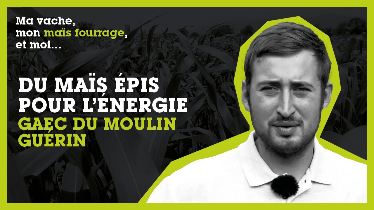 DU MAÏS ÉPIS POUR L'ÉNERGIE - GAEC DU MOULIN GUÉRIN (61)