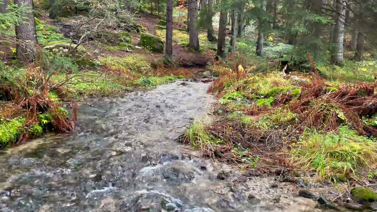 Forest River Sounds 🧠 The Water Secret for Stress Relief 🐟 Sleep by the River