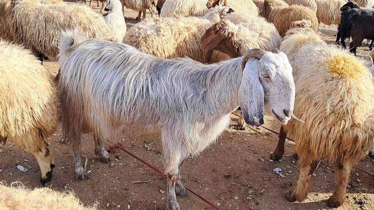سوق الدانا يوم الاثنين/ 16/ 12/ 2024/ غنم مطافيل/ خروف لحم/ فطيمة لحم/ خروف رباطة/ غنم عشار