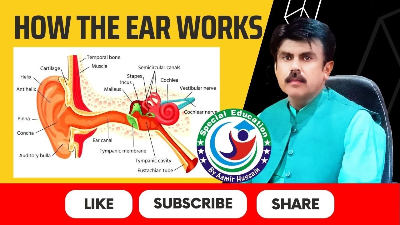 How the ear works | Special Education by Aamir | Speech Therapist