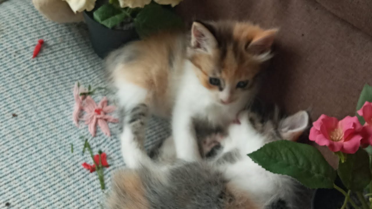 Cats & kittens are 830 & 739 & 665 & 582 & 481 & 464 & 416 & 340 & 225 & 187 & 87 & 247 &181 &79&45d