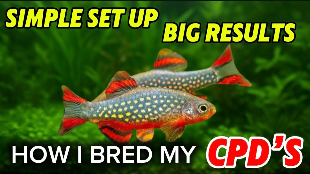 Complete Celestial Pearl Danio (CPD) Breeding Guide | Tank Setup, Spawning, and Raising Fry
