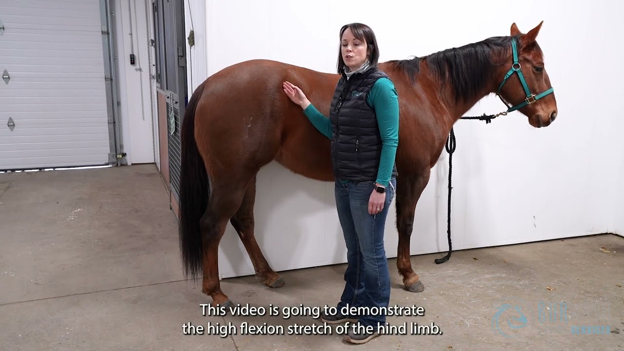 Horse Stretches - High Flexion Stretch