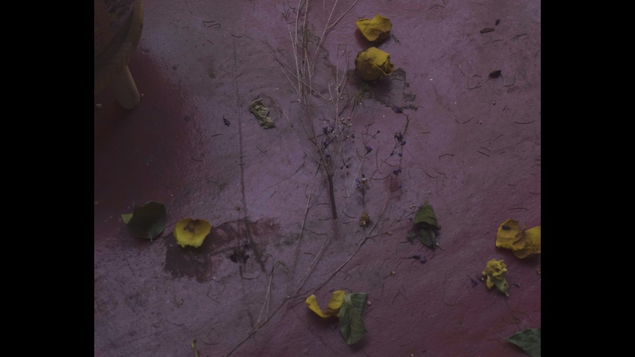 Maybe Sasha - Mia, Gecko (Official Music Video)