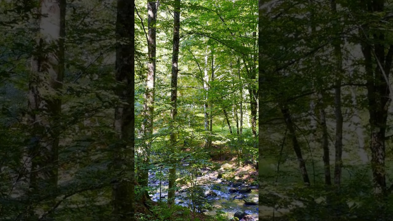 #Relaxing mountain river sounds.   Sebeș River  - Tarcului Mountains.
