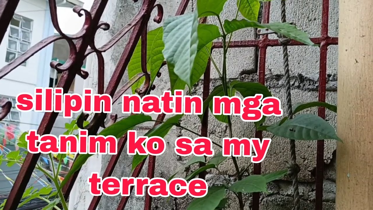 Ilang linggo ko palang tinanim mga kamatis ko stable na sya