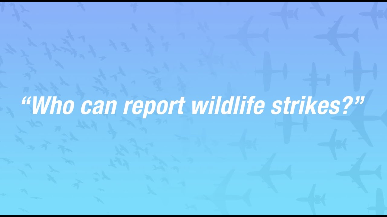 FAA Wildlife Video