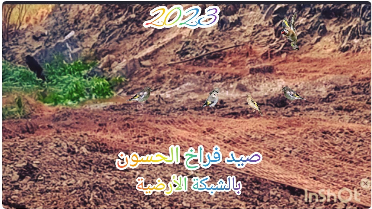 جديد صيد فراخ الحسون بالشبكة الأرضية 2023