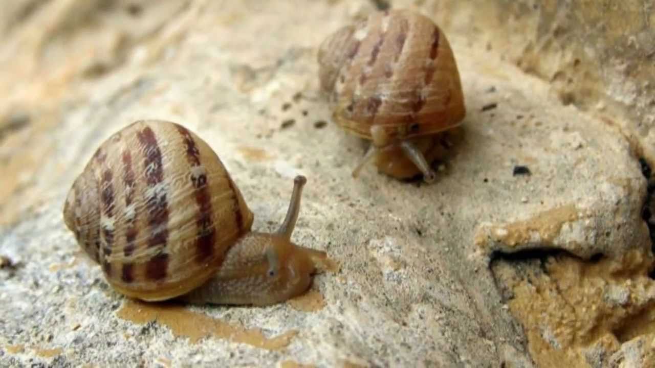 MALTA-Mosta: Wied Il-Ghasel (Honey Valley)